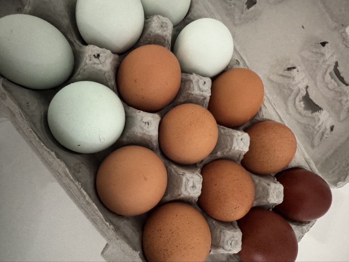 HaileyLennonBTC's tweet photo. Farm fresh eggs from the GR Bitcoin Meetup

Circular economy 🤌🏽 https://t.co/JThsOPOpRt