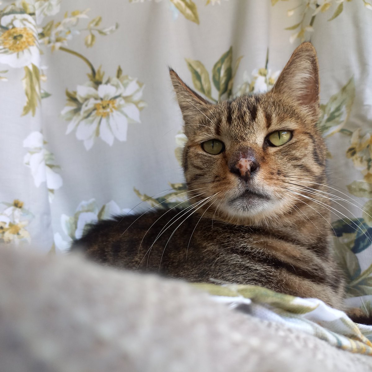 b_dizzy's tweet image. Proud #catmom