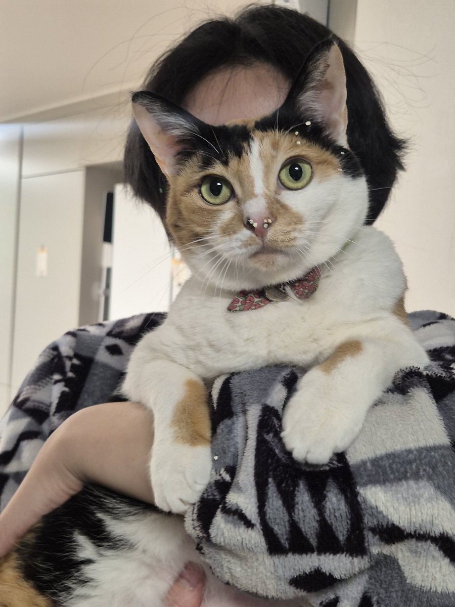 쉬싸고 모래 안 터는 바보고양이