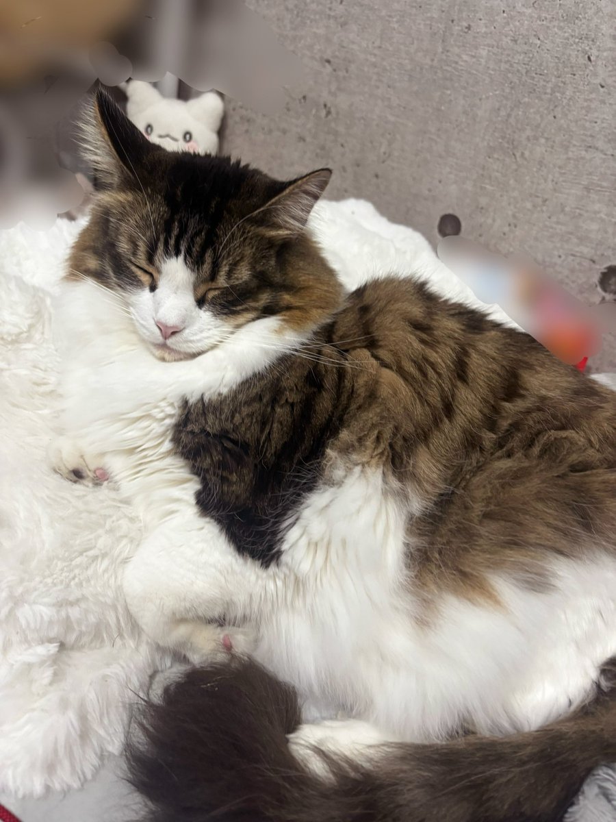 すやぴー💤 #猫好きさんと繋がりたい