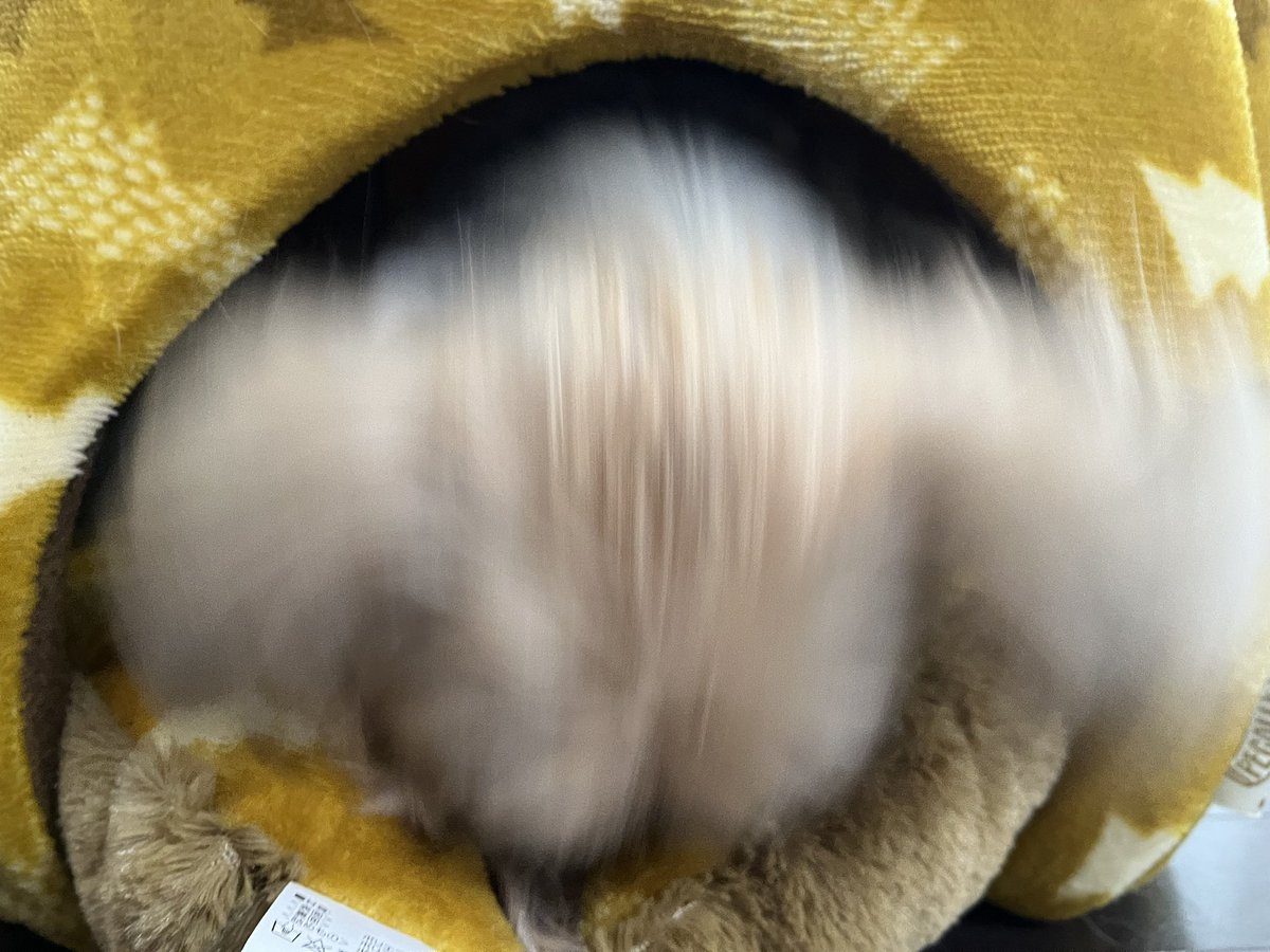 popopo (@hazelamber1115) / Posts / X