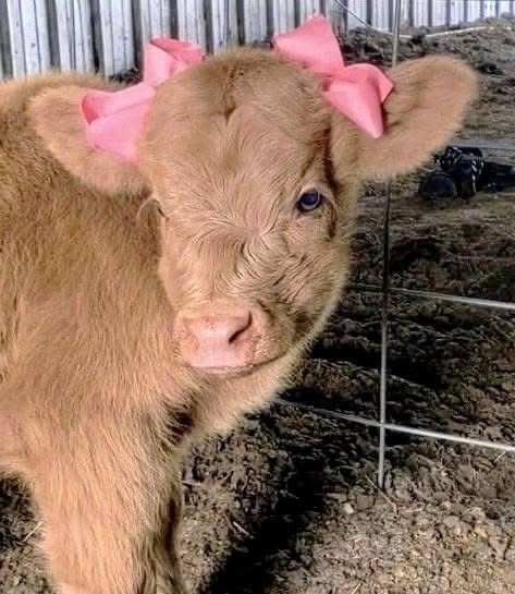 cow with pink bows 🎀