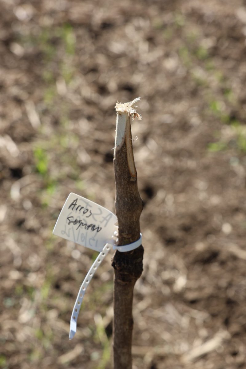 FAOCaboVerde's tweet photo. .@FAO China-Cabo Verde #SouthSouthCooperation Project
Advanced upland rice techniques are being introduced in π¨π», strengthening local agriculture & building climate resilience.π±
Bringing innovation & more food to the tables of those who need it most.
π π¨π³
#4Betters #SSTC https://t.co/hwAUmnmsOg