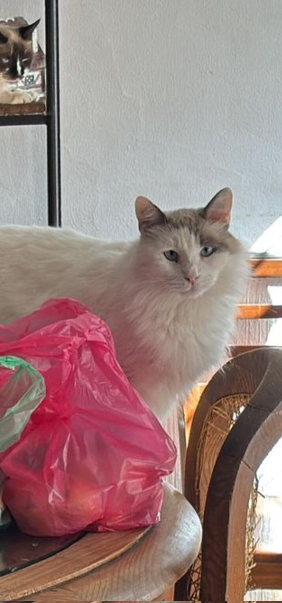 Mi vecina tiene 21 gatitos, anda en mala racha de $. Tiene un gatito del cual les he contado a veces, Maruchan y acaba de fallecer 😭. Gastó lo que tenía en atenderlo, pero no tiene para la cremación. Será que nos apoyan? Cuesta 1590, lo que sea es bueno, mientras pago con mi tdc