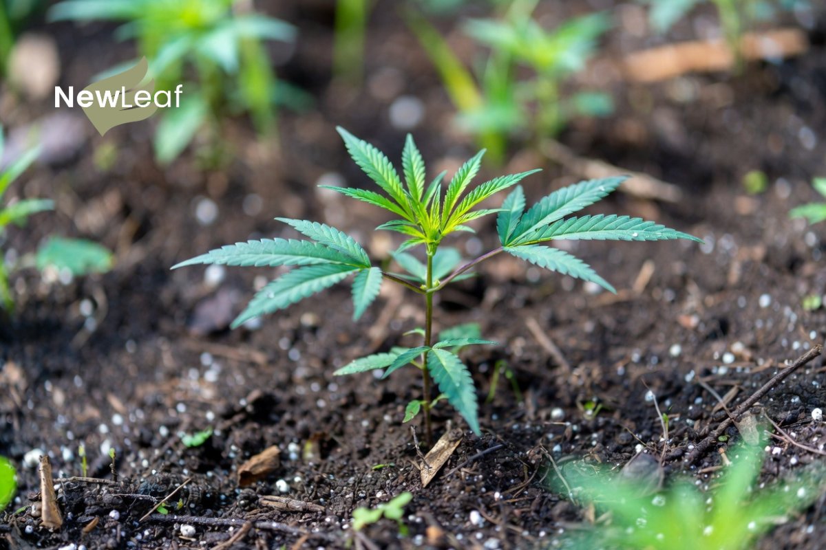 RELIEVA by New Leaf Finance tweet media