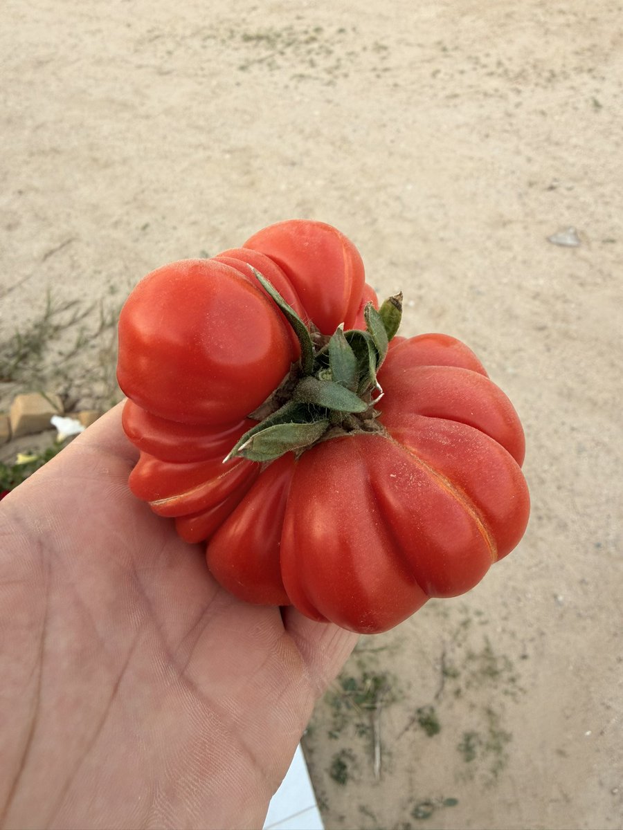 Farmed on Kuwaiti soil mashallah