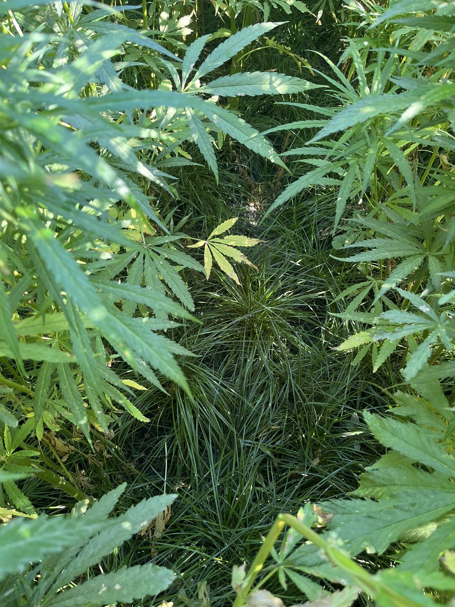 David McGregor tweet media