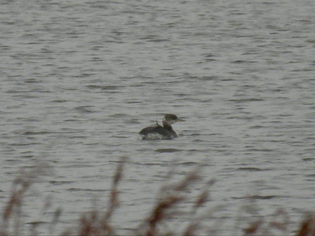 Sean Moore tweet media