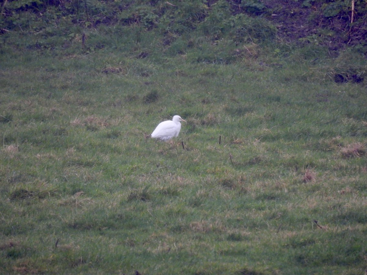 Sean Moore tweet media