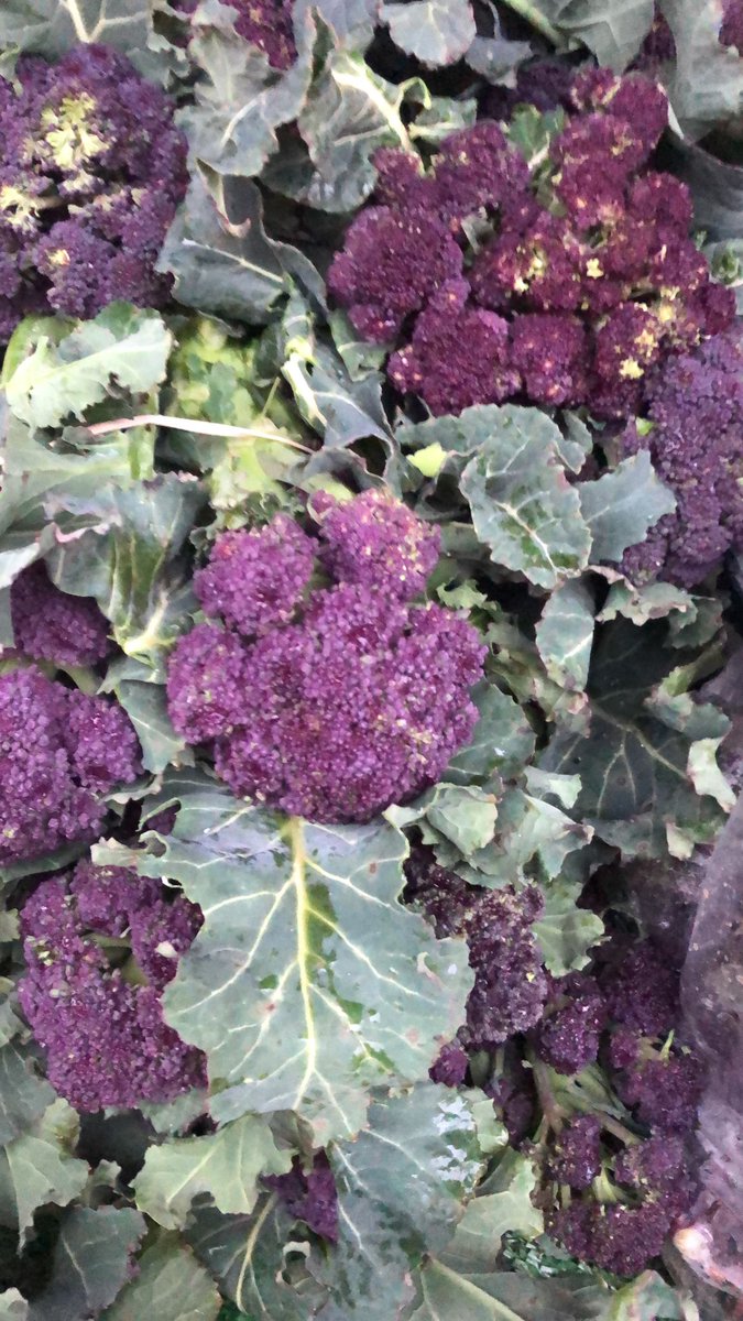 Styan Family Produce have some great deals this week

Brussel Sprout Stalks are not just for Christmas at the market tomorrow for just £3!

The Purple Sprouting Broccoli has arrived and will be at the market tomorrow!