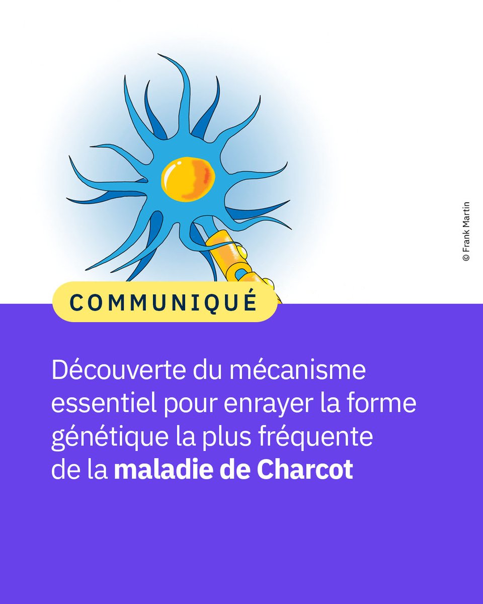 CNRS's tweet photo. #Communiqué 🗞️ Un mécanisme moléculaire serait à l’origine des formes génétiques fréquentes de la maladie de Charcot. En le neutralisant, des scientifiques ont empêché la dégénérescence des neurones et motoneurones dans des modèles expérimentaux.

👉 https://t.co/SSnqc1NqtC https://t.co/nk1LNMIK4a