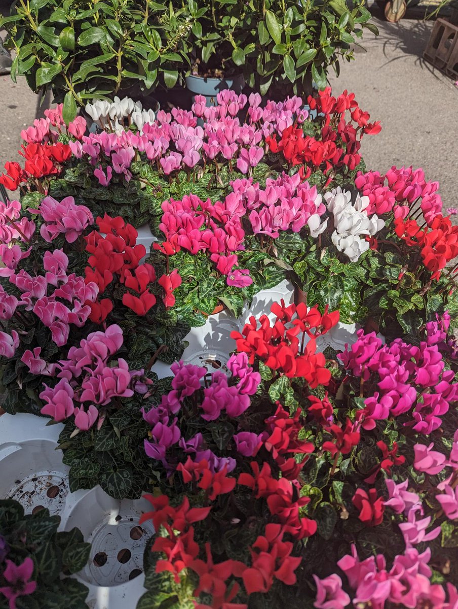 N &amp; J Thamesdown Nursery are back this week there is a great selection of bright  coloured Primroses, selection of Shrubs, Herbaceous Perennials,  potted bulbs, evergreen shrubs and Topiary ornamental trees. Time to talk to the very knowledgeable Noel about your Spring garden!
