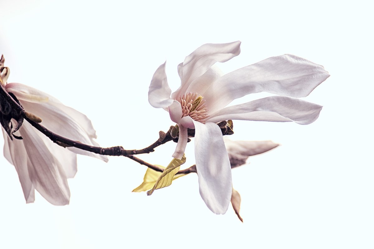 Sam_Alexandra23's tweet image. Good day Photographers &amp;amp; Friends! Yes, it's #Flower Friday once again. Today I just want you to share your best captures without worrying they'll be critiqued, because not happening this time. Enjoy your day and take your camera along! #Photography #Floral #Nature 📸😃