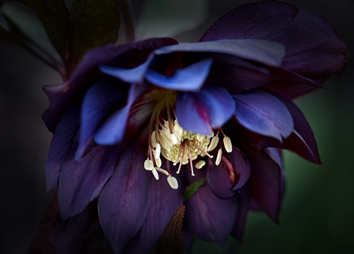 Sam_Alexandra23's tweet image. Good day Photographers &amp;amp; Friends! Yes, it's #Flower Friday once again. Today I just want you to share your best captures without worrying they'll be critiqued, because not happening this time. Enjoy your day and take your camera along! #Photography #Floral #Nature 📸😃