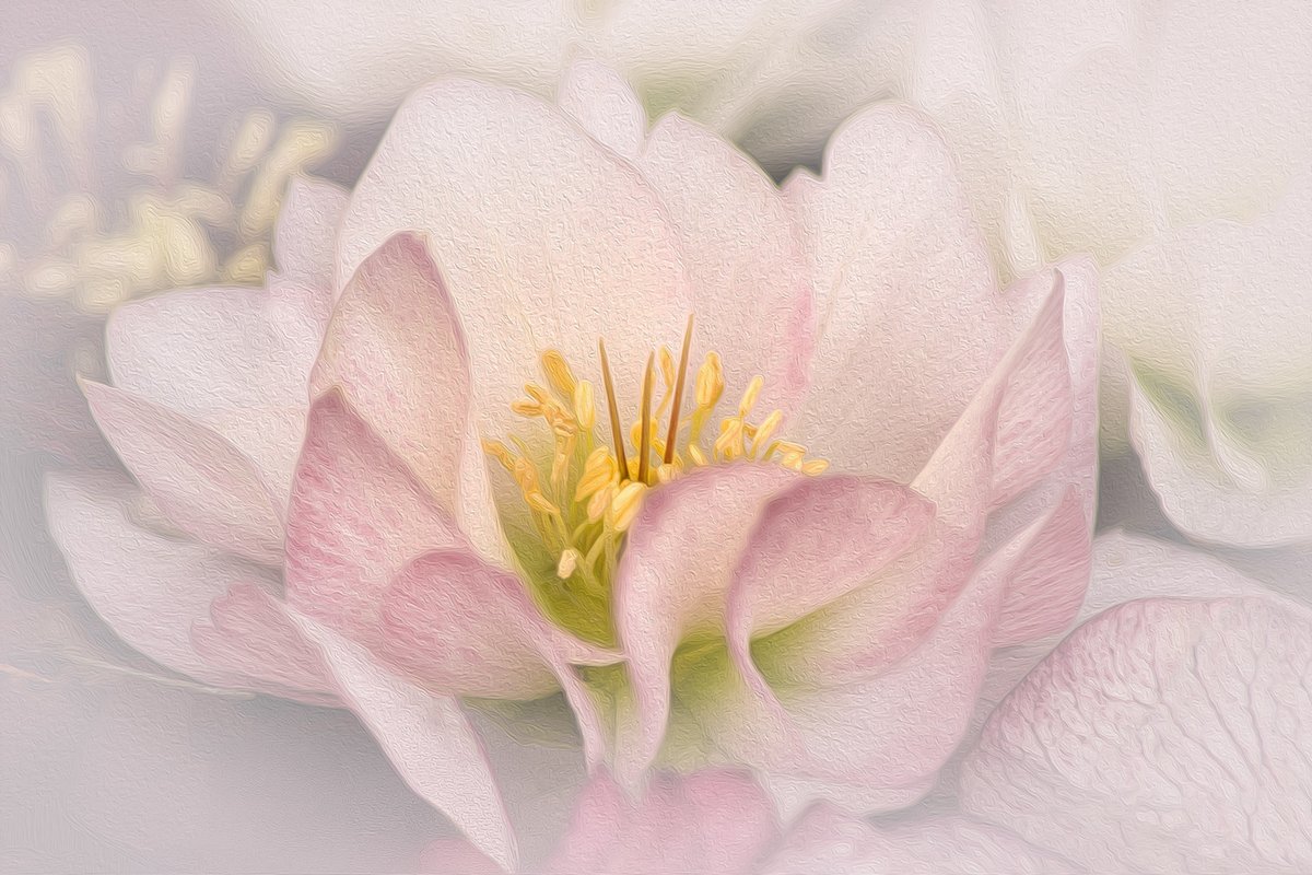 Sam_Alexandra23's tweet image. Good day Photographers &amp;amp; Friends! Yes, it's #Flower Friday once again. Today I just want you to share your best captures without worrying they'll be critiqued, because not happening this time. Enjoy your day and take your camera along! #Photography #Floral #Nature 📸😃