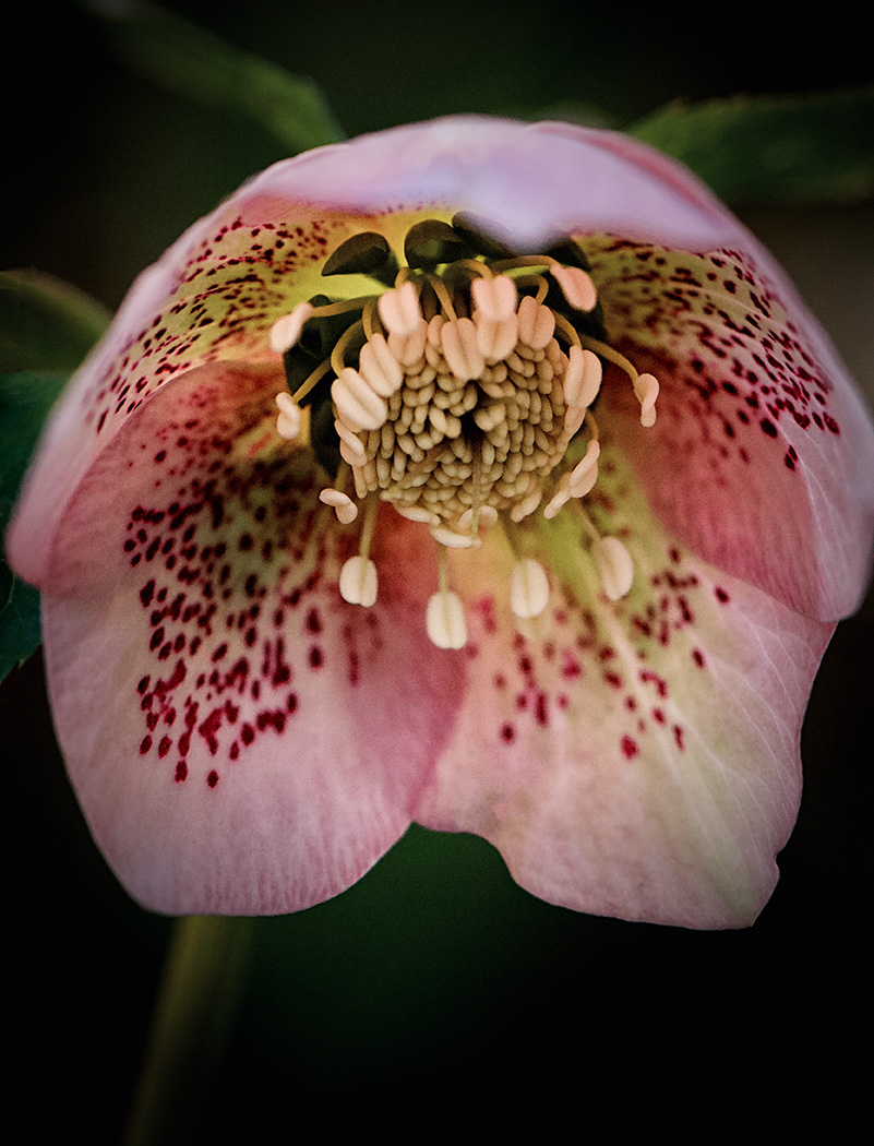 Sam_Alexandra23's tweet image. Good day Photographers &amp;amp; Friends! Yes, it's #Flower Friday once again. Today I just want you to share your best captures without worrying they'll be critiqued, because not happening this time. Enjoy your day and take your camera along! #Photography #Floral #Nature 📸😃