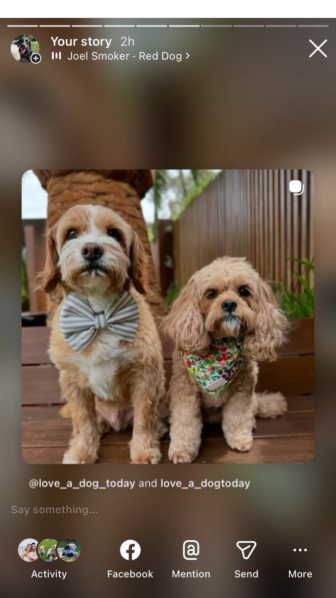 Anman248's tweet photo. Today’s small dogs

Follow on IG @love_a_dogtoday and @love_a_dog_today for the complete posts and profiles of these pups
.................
#dog #dogs  #loveadogtoday #loveadogday  #doglove #dogsoftwitter #twitterdogs #twitterdog https://t.co/3lHasfMjUL