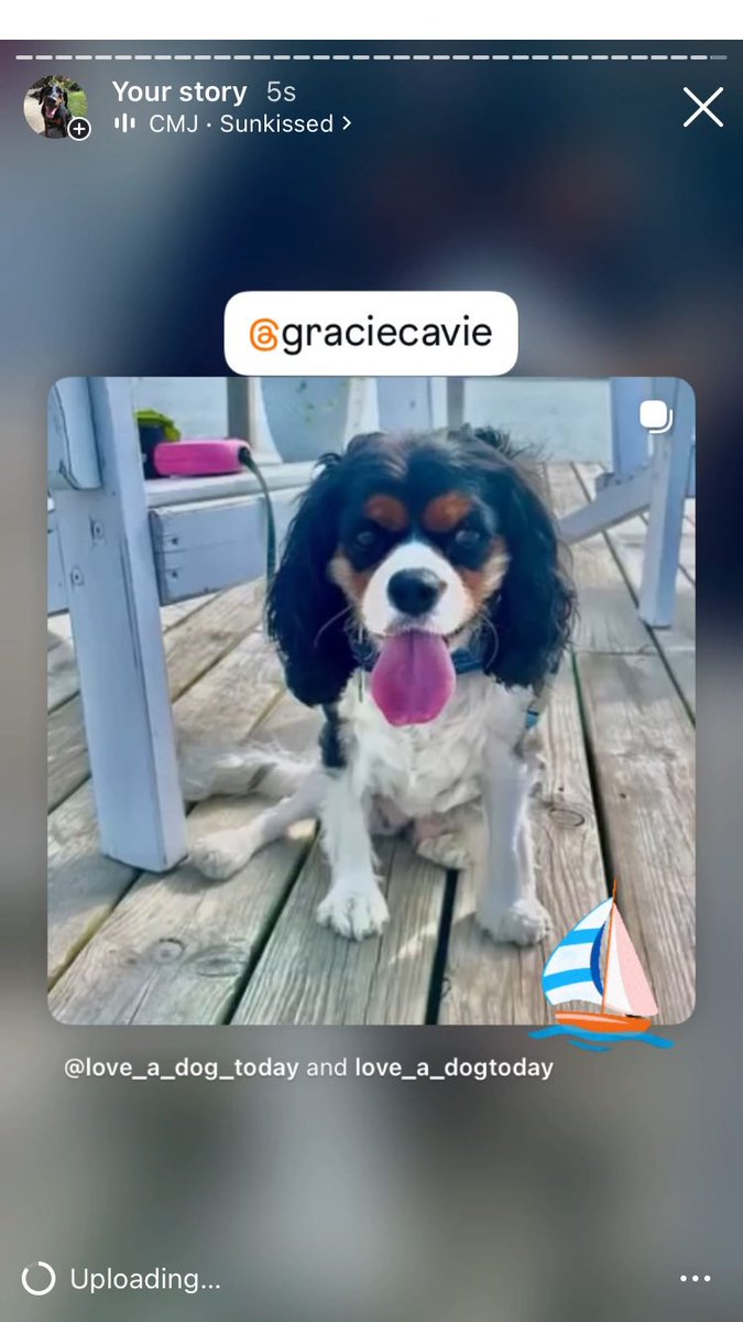 Anman248's tweet photo. Today’s small dogs

Follow on IG @love_a_dogtoday and @love_a_dog_today for the complete posts and profiles of these pups
.................
#dog #dogs  #loveadogtoday #loveadogday  #doglove #dogsoftwitter #twitterdogs #twitterdog https://t.co/3lHasfMjUL
