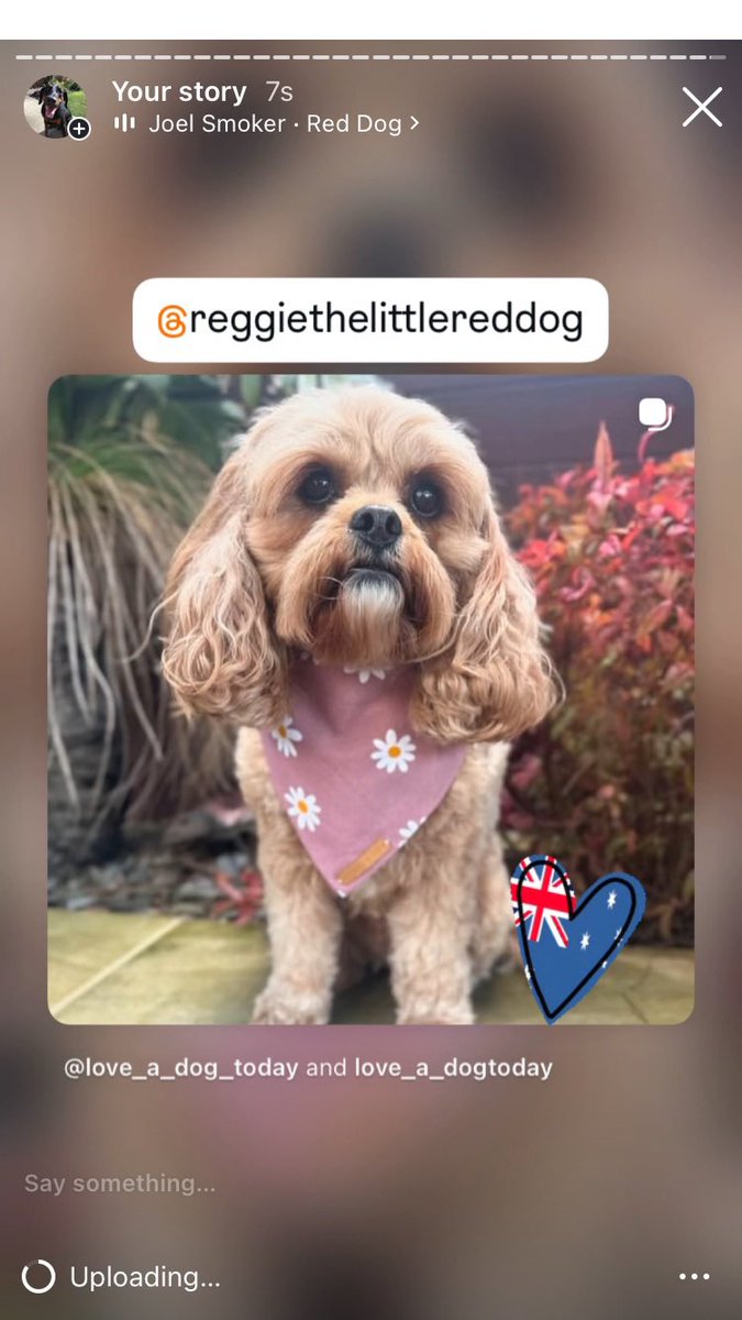Anman248's tweet photo. Today’s small dogs

Follow on IG @love_a_dogtoday and @love_a_dog_today for the complete posts and profiles of these pups
.................
#dog #dogs  #loveadogtoday #loveadogday  #doglove #dogsoftwitter #twitterdogs #twitterdog https://t.co/3lHasfMjUL