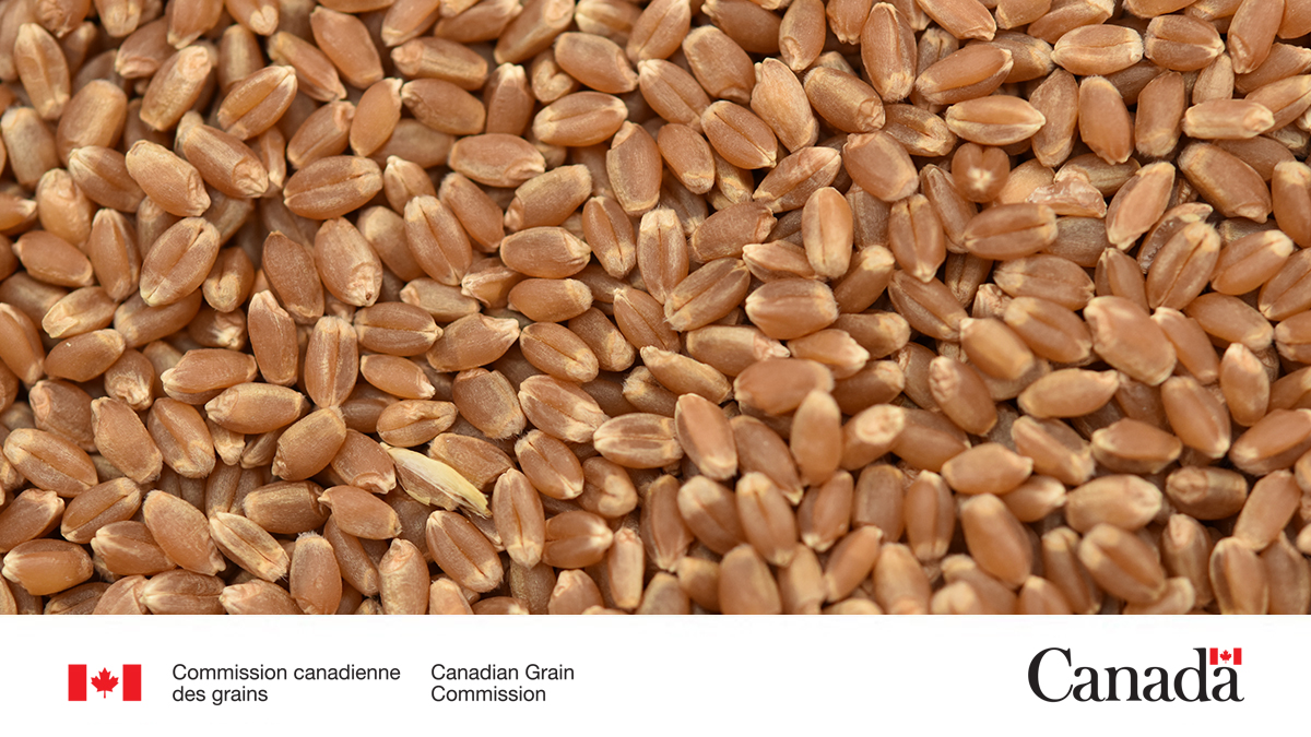 Notre rapport sur la qualité du blé roux de printemps de l'Ouest canadien en 2025 a été mis à jour en date du 15 janvier 2026 avec de nouvelles données concernant la teneur en protéines, les facteurs de classement, la teneur en DON et l’indice de chute.
ow.ly/GFi650YahYs