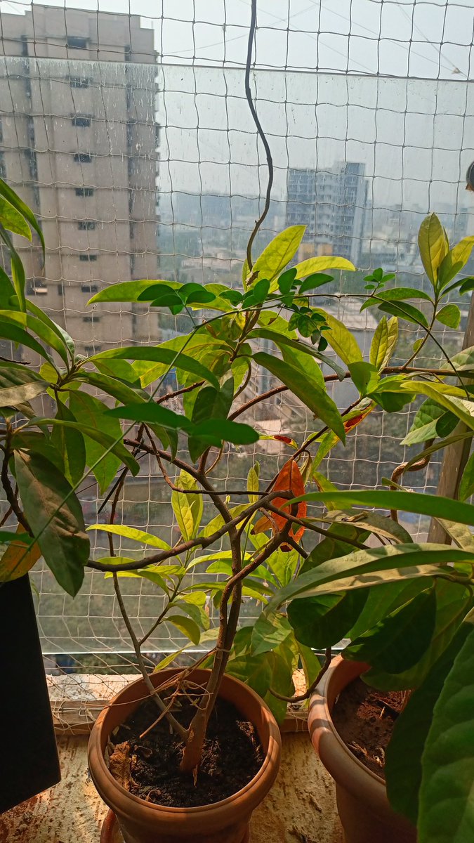 Dr R H LATA 🌐 tweet media