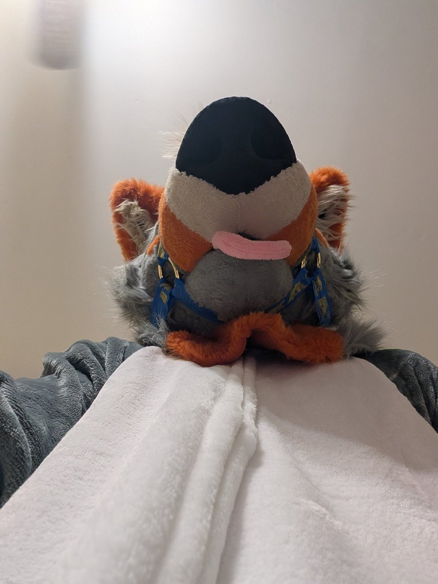 Lucky 🐾 tweet media