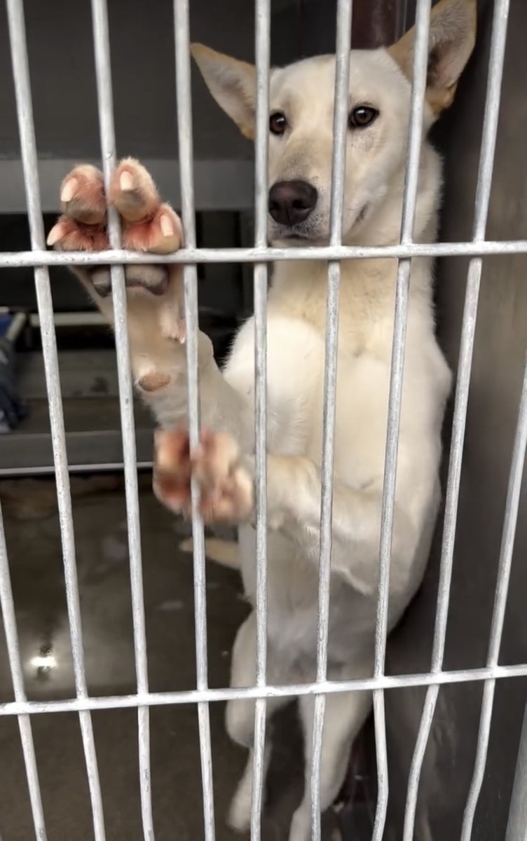 Shelter is ok to wait few hours so we come up with a plan for baby Lulu Lemon but we don’t have a freaking temp foster yet 😭 <a href="/TOTrojan1/">Kevin McDonald</a> is on hold and ready to go pick up this baby but we need a foster for 2-3 weeks in SoCal 🙏🏼😭