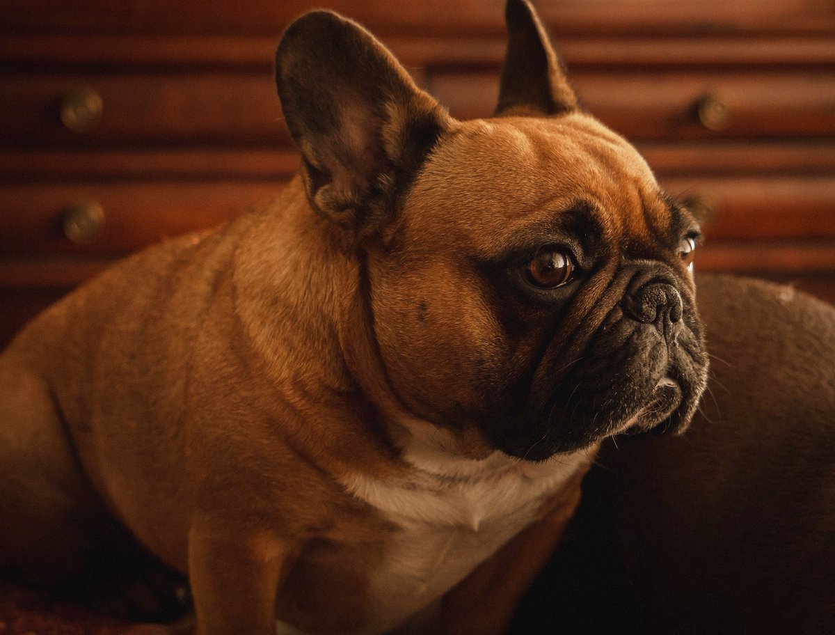 wamlathrem's tweet photo. My favorite little dog in the world passed this morning at 8:20am with us by her side. She was the cutest, funniest, and most loving dog I’ve ever got the privilege to spend time with. She loved peace. Abby, you are missed so much. Rest in peace my little Choo Choo 💚💚 https://t.co/0FUMCVwUIn