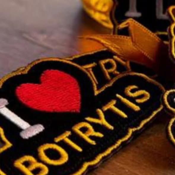 ChateauCoutet's tweet image. ✨"When life gives you botrytis… make Château Coutet !" - Aline Baly, co-owner of Château Coutet, Premier Grand Cru Classé in Barsac.

#Barsac #FrenchWine #goldinglass #BordeauxWine #ChâteauCoutet #premiercruclassé #instasauternes #coutet #mycoutet #chateaucoutet