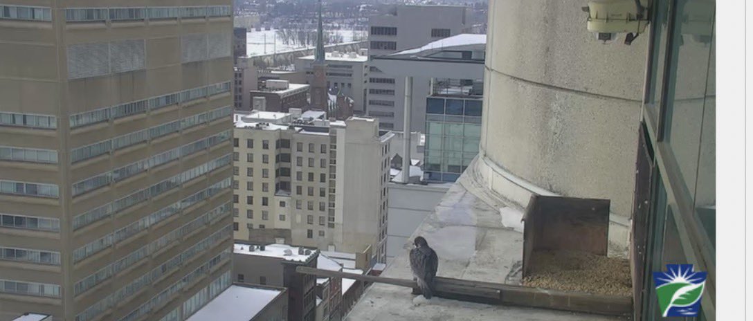 Falcon Chatter tweet media