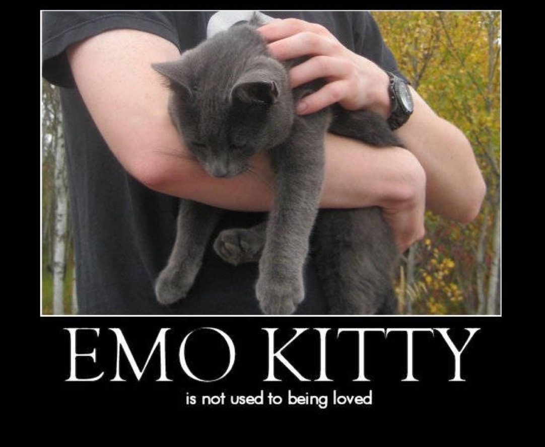 emo kitty is not used to being loved
