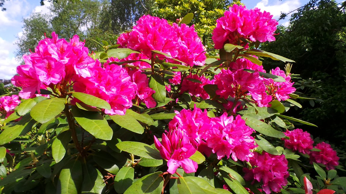 🌹 Rose☺️ 🌹 tweet media