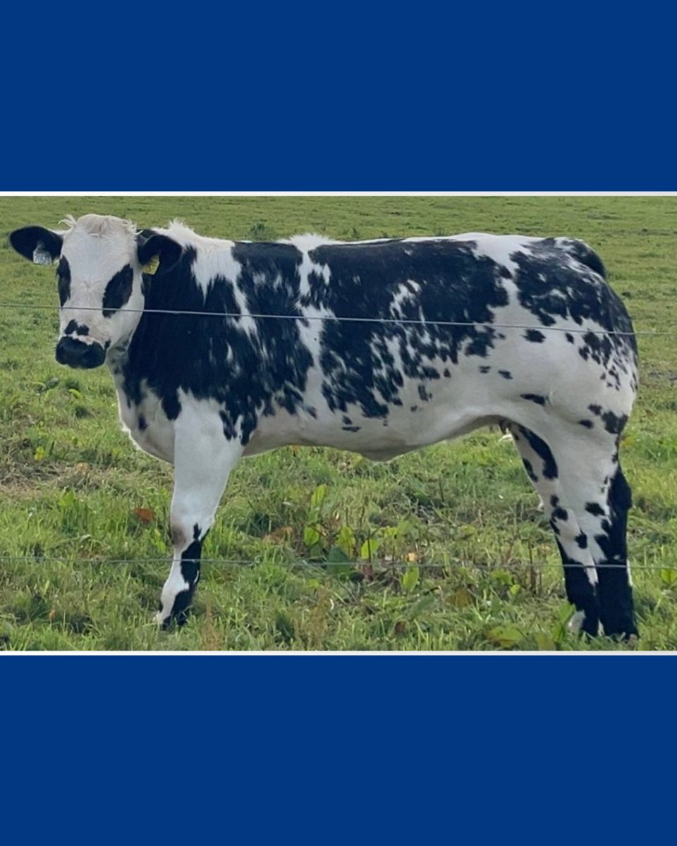 Prestige Beef tweet media