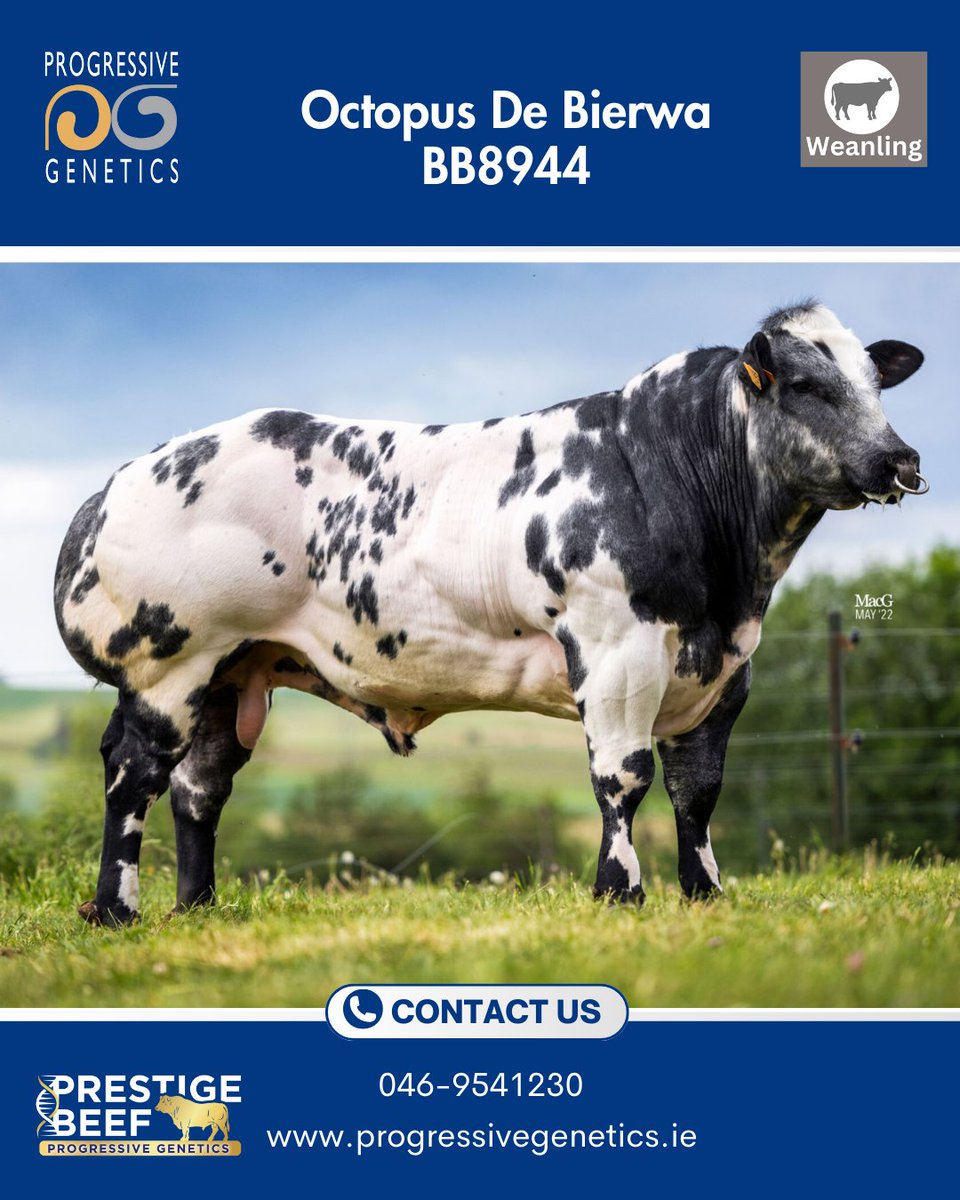 Prestige Beef tweet media