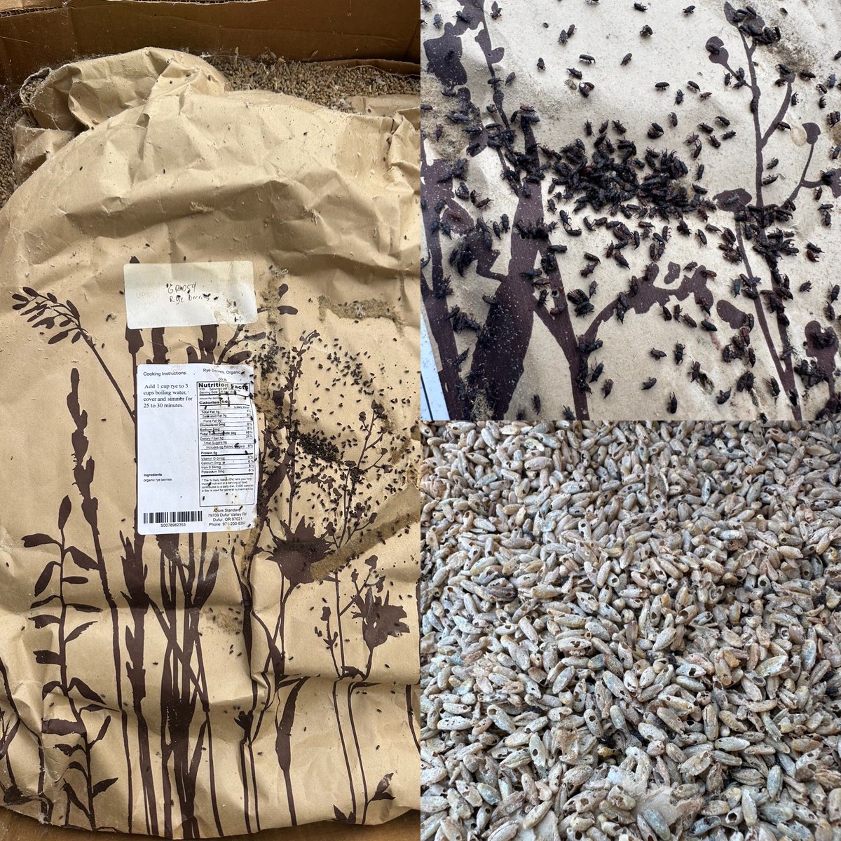 Weevil-infested rye ≠ garbage. It’s microbe food. NPK, micros, chitin, and proteins that build living soil and stronger peppers. Repurpose it. Feed the soil. Let microbes do the work. 🌿
#LivingSoil #SoilHealth #PepperGuru