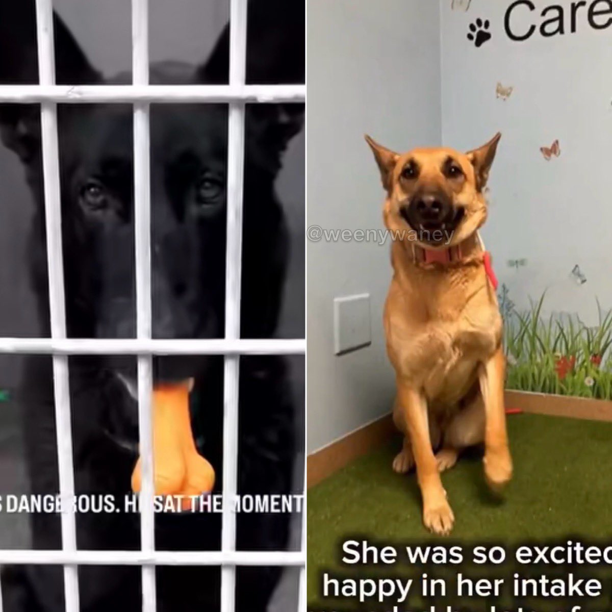 weenywaney's tweet photo. Remember Lucy? Remember Winston? 

SEND A MESSAGE TO THESE PEOPLE BELOW! 

This is no longer isolated. It’s systemic.

Gavin Newsom, Karen Bass and Holly Mitchell — why are these kill shelters being allowed to continue killing dogs with no accountability? Why are the living conditions unsanitary creating outbreaks of distemper, giardia, parvo? There are empty kennels and you’re claiming no space?? You are all incompetent and should not be running anything let alone entire districts, cities and states. 

We want investigations.
We want answers.
We want morals restored.

Palmdale Animal Shelter.
Lancaster. South Los Angeles Animal Shelter. The list keeps growing. So does the death toll.

This is not animal welfare.
This is failure at the highest level. There is no doubt these kill shelters are being paid to murder. They are killing dogs 2 weeks after intake. 

If you love dogs, this should matter to you.
If you believe in accountability, this should outrage you.

Share this. Speak up. Demand answers. Contact these government officials that fail to take action. 
Gavin Newsome
Holly Mitchell
Karen Bass

@CAgovernor @GavinNewsom @HollyJMitchell 
@MayorOfLA 

#RememberLucy
#RememberWinston