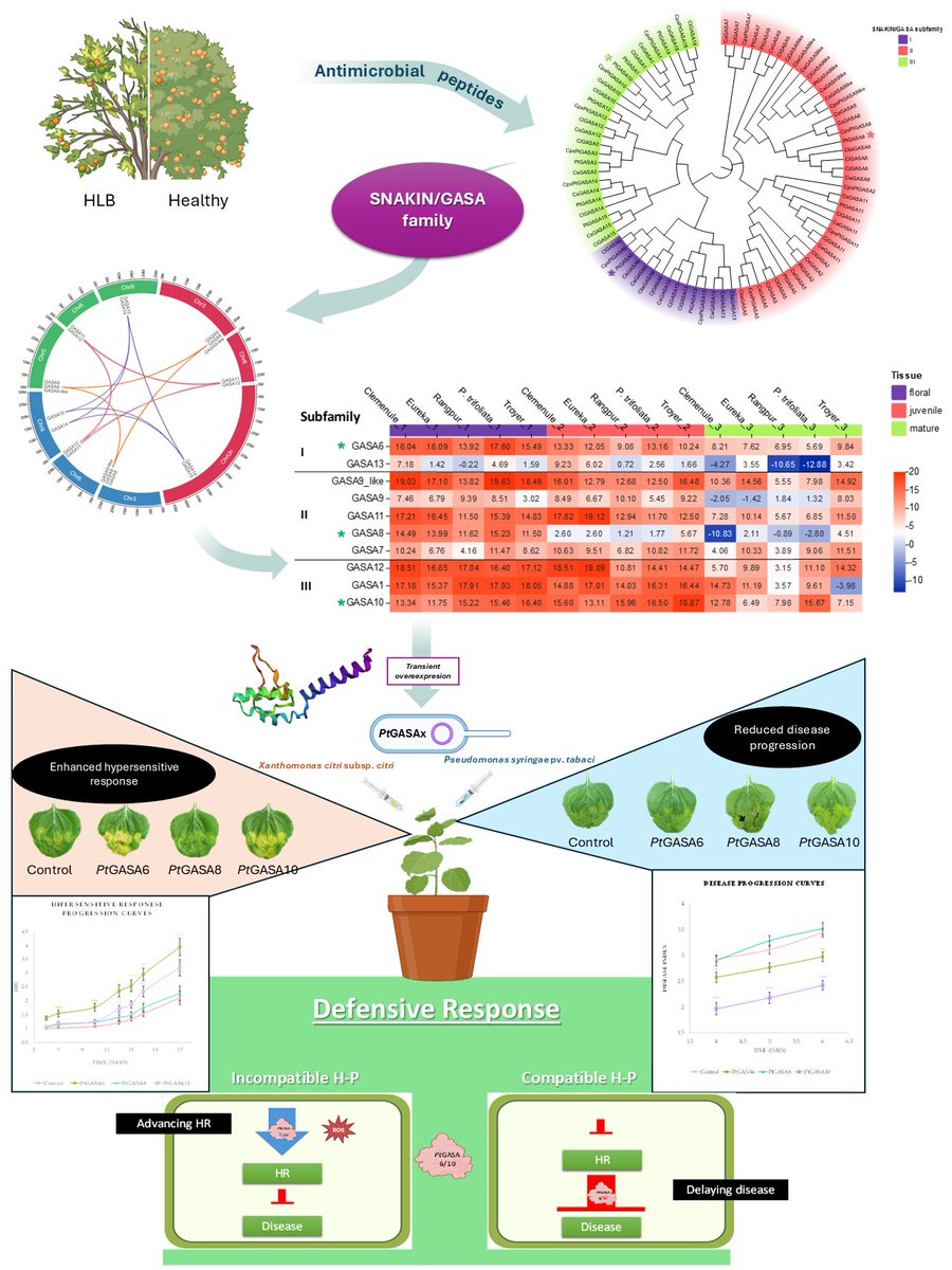 Plants_MDPI's tweet image. 🧬 Boosting citrus resistance starts with the genome.

🍊 Active GASA genes from Poncirus trifoliata enhanced defense against Xanthomonas and Pseudomonas, offering new tools for resistance breeding.

🔗 Discover more: brnw.ch/21wZJbC

#PlantBiotech #CropProtection