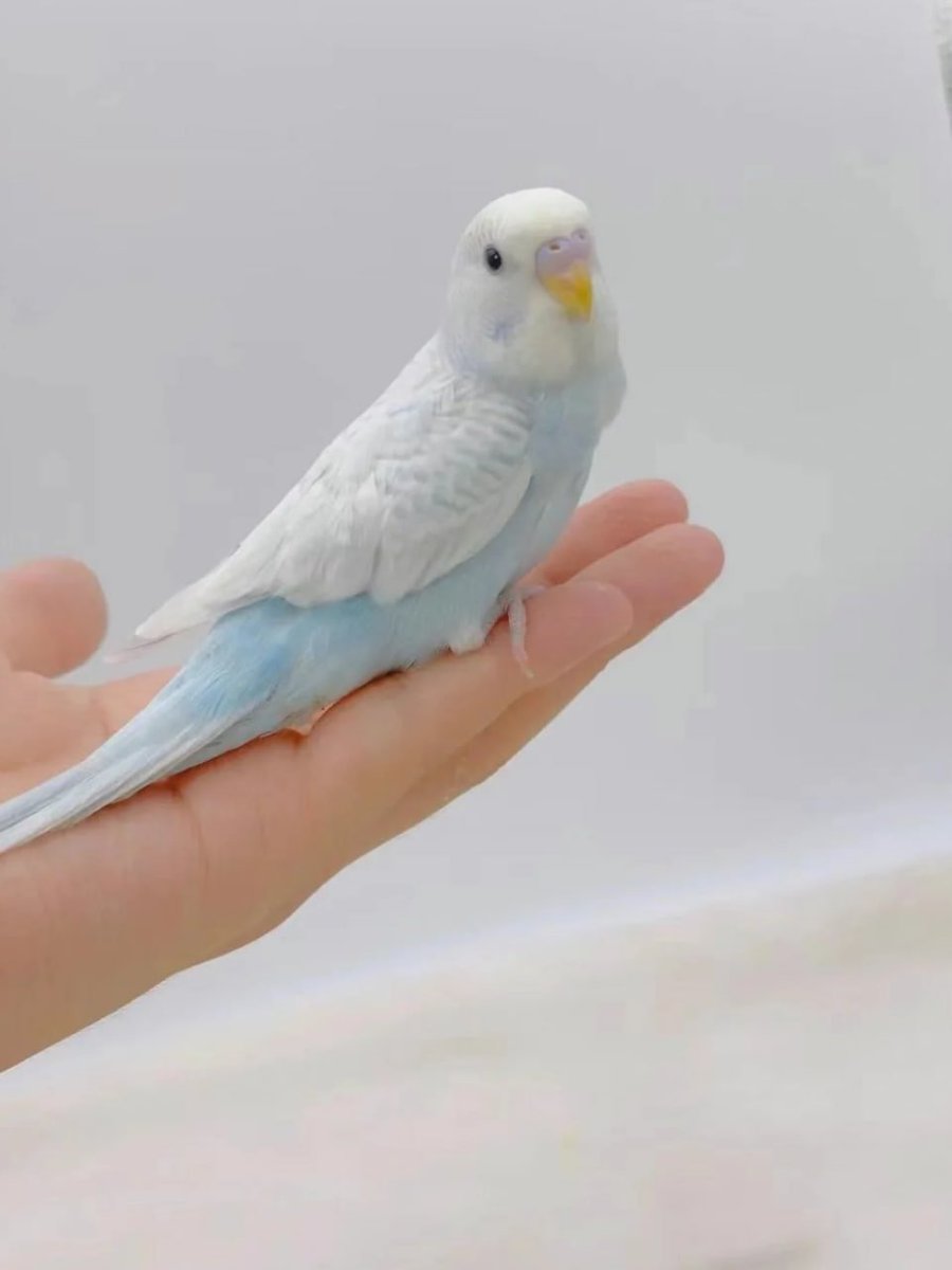 Cressida6455's tweet photo. Life is better with a budgie by your side. 🐦✨ https://t.co/fyuBpUGrhf