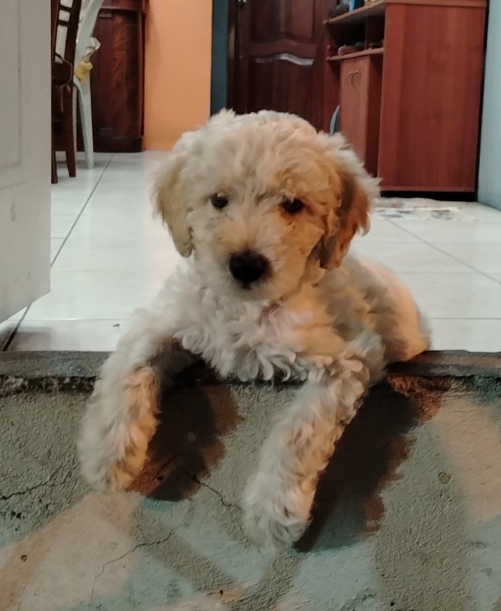 #PERDIDO  #GUAYAQUIL
Nombre: #Thor
Fecha: 2026-01-29
Sector: Norte,Colinas de la alborada mz 727 
Sexo: Macho
Raza: French mezclado 
Observación: De color beige con orejas café, mirada tierna y nariz redondita 
Contacto: 0962555485
¡Ayúdalo a volver con su familia!
#AlertaMePerdí