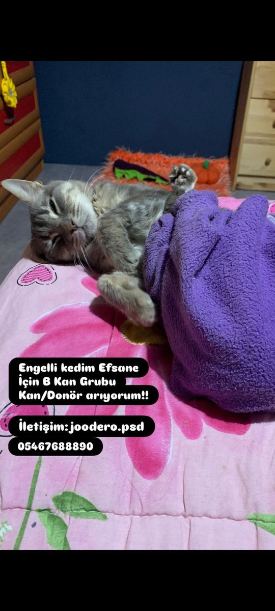 MurpyliMinnos's tweet photo. Arkadaşlar bu çocuk arkadaşımın kedisi. Ağır anemi durumu yaşıyor ve b grubu kedi kanına ihtiyaçları var. Corona, lösemi geçmişi olmayan, kan vermeye uygun kedinin genç,sağlıklı, viral hastalığı olmayan 4-5kg civarında olması gerekli. https://t.co/axsspBl3xd