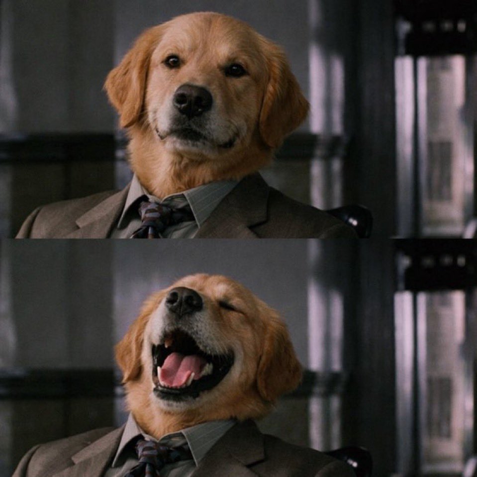 wiseard's tweet image. Barking Puppy