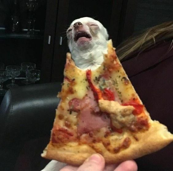 twaniimals's tweet photo. https://t.co/JX9GffNtjN
