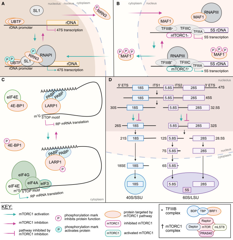 Molecular Cell tweet media