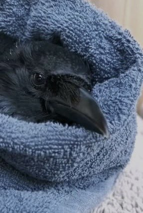 🐦‍⬛ Забрали красавца от ветеринара
Пока не восстановится у нас будет

Очень жаль, что твари, которые решили что над птицами можно издеваться, делали это не под камерами 🙄