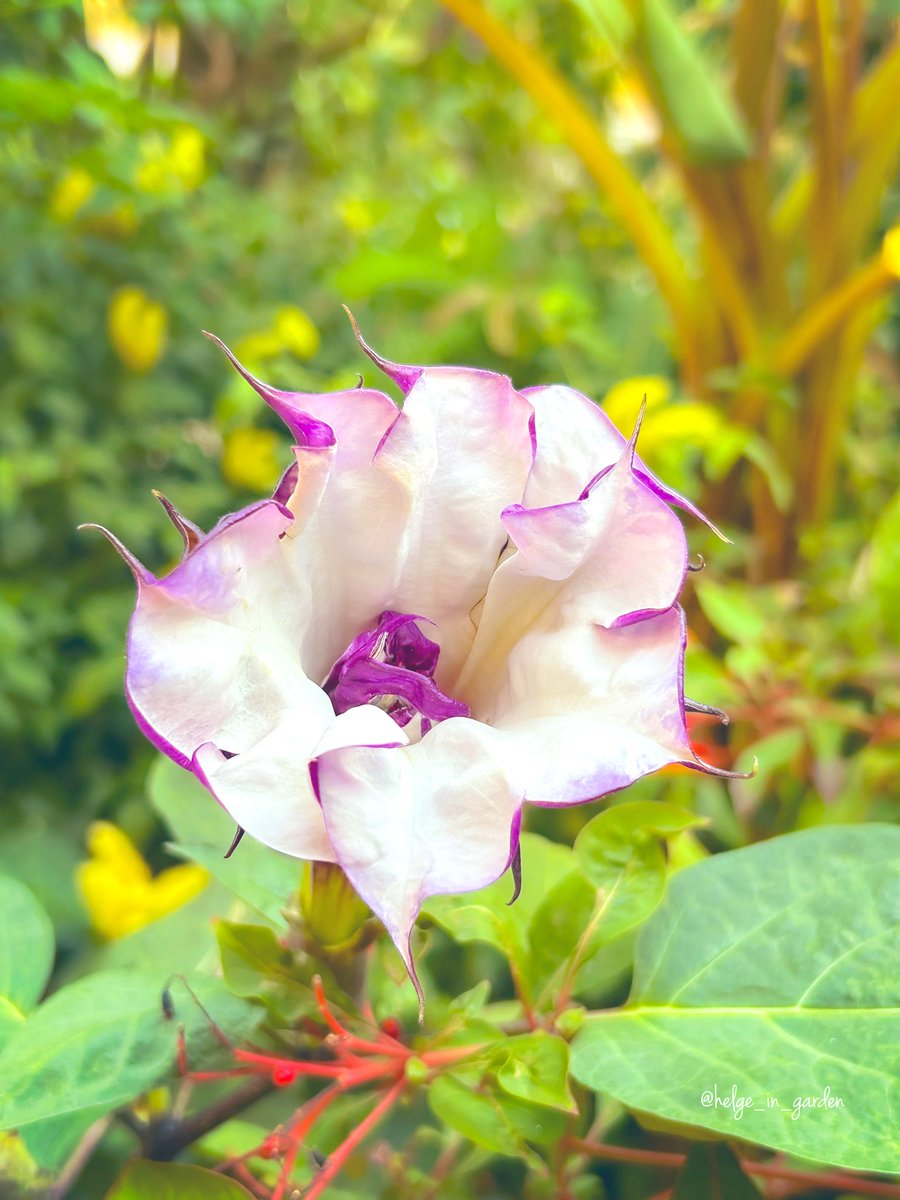 gardeninNorway's tweet image. Throwback; Datura metel (Devil’s Trumpet «Double Purple») in Menton Botanical Garden/Jardin Botanique  Menton😍🇫🇷
#winterseason #nature #NaturePhotography #gardening #gardens #Norway  #FlowersOnX #GardeningX  #NaturePhoto