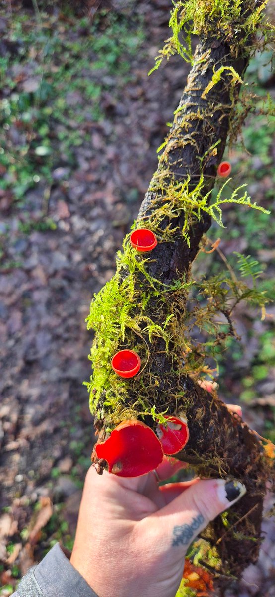 Madi Madarch 🍄🏴󠁧󠁢󠁷󠁬󠁳󠁿 tweet media