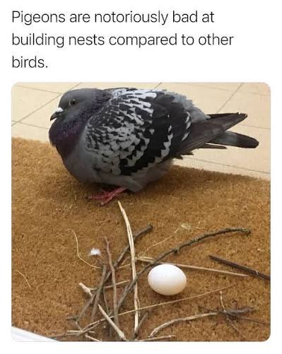 ceilingtiddy0's tweet photo. @stranded_laby He would be the most pigeon-nested omega ever https://t.co/mHIWju6eQe