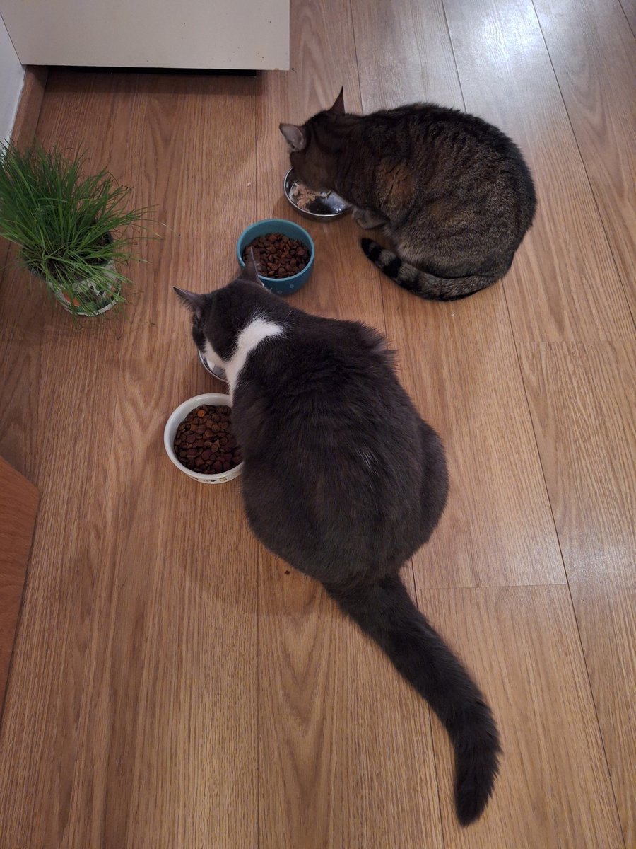 Home sweet home 😺😺