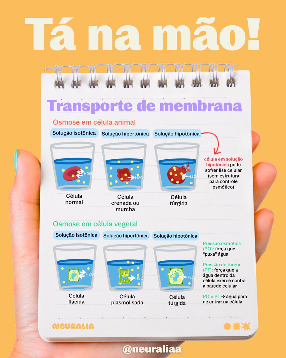 Neuraliaa's tweet photo. Primeiro Tá na mão do ano 😂🔥
Tema queridinho das bancas: transporte de membrana 🧬

Alerta de prova: não é o tamanho da molécula — é a lipossolubilidade.

Guarda essa: 🧠 ‘Carga não atravessa gordura.’

Salva para revisar 😉🚀 https://t.co/xj2hUKSeQ4