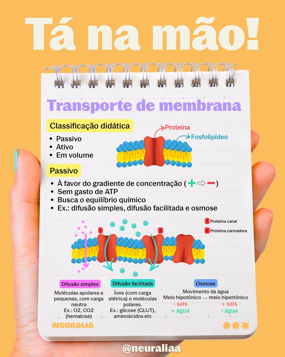Neuraliaa's tweet photo. Primeiro Tá na mão do ano 😂🔥
Tema queridinho das bancas: transporte de membrana 🧬

Alerta de prova: não é o tamanho da molécula — é a lipossolubilidade.

Guarda essa: 🧠 ‘Carga não atravessa gordura.’

Salva para revisar 😉🚀 https://t.co/xj2hUKSeQ4